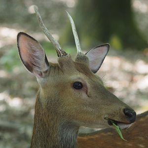 Dybowskis Sika Deer