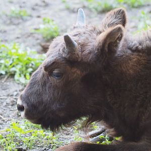 European Bison