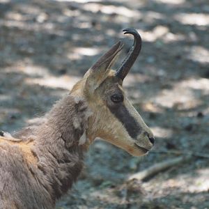 Alpine Chamois