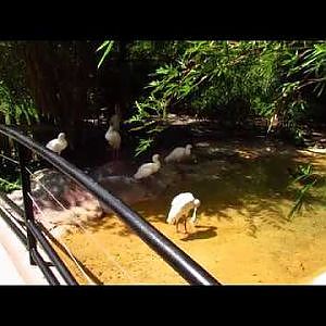 River Valley Aviary June 2020 - YouTube