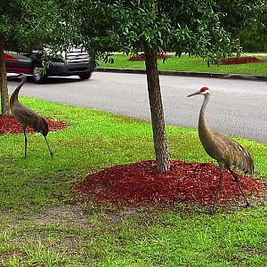 Sandhill Cranes On A Rainy Day - YouTube