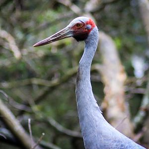 Brolga (Antigone rubicunda)