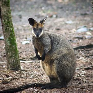 Swamp Wallaby (Wallabia bicolor)
