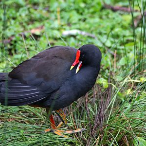 Wild Dusky Moorhen (Gallinula tenebrosa)