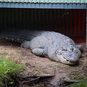 Saltwater Crocodile (Crocodylus porosus)