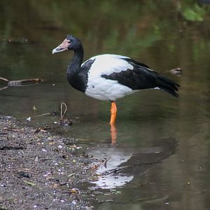 Wild Magpie Goose (Anseranas semipalmata)