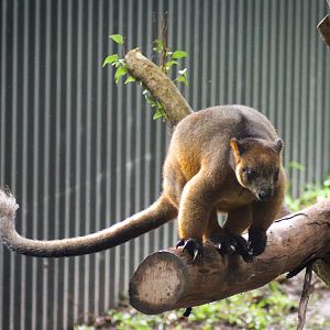 Lumholtz's Tree Kangaroo (Dendrolagus lumholtzi)