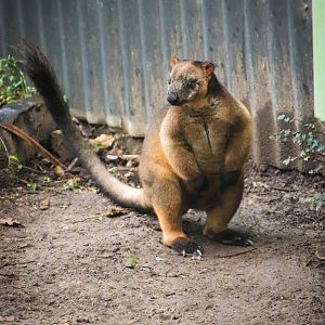 Lumholtz's Tree Kangaroo (Dendrolagus lumholtzi)