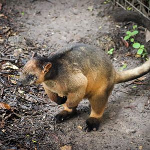 Lumholtz's Tree Kangaroo (Dendrolagus lumholtzi)