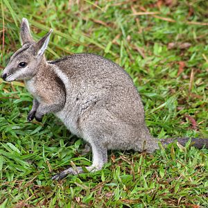 Bridled Nailtail Wallaby (Onychogalea fraenata)
