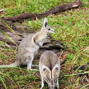 Bridled Nailtail Wallabies (Onychogalea fraenata)