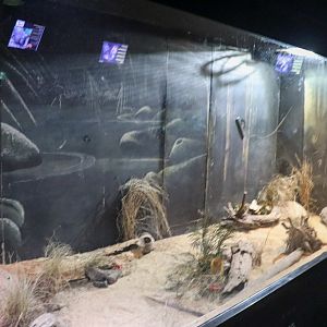 Dunnart Enclosure - Nocturnal House