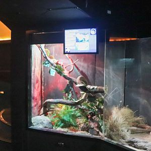 Green Tree Python Enclosure - Nocturnal House