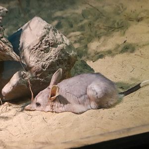 Bilby (Macrotis lagotis)