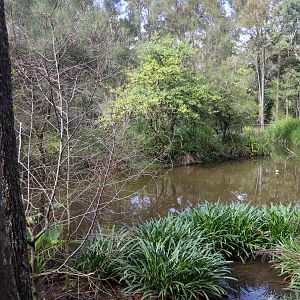 Black Swan Enclosure