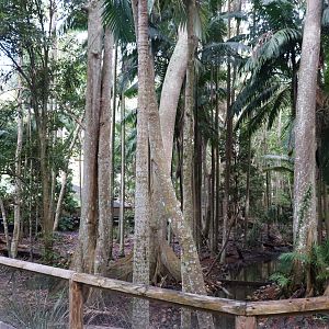 Cassowary Enclosure