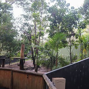 Tree Kangaroo Enclosure