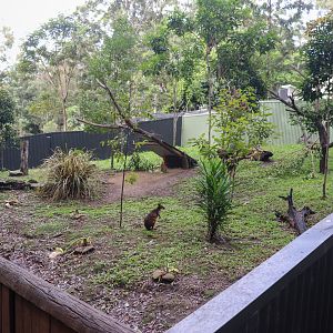 Red-legged Pademelon Enclosure