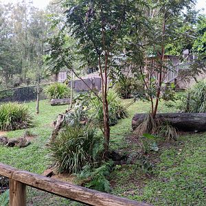Bridled Nailtail Wallaby Enclosure