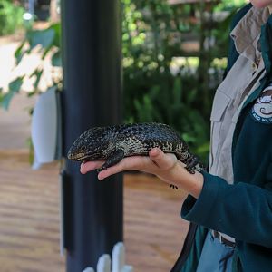Shingleback (Tiliqua rugosa)
