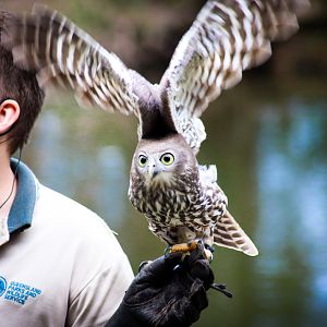 Barking Owl (Ninox connivens)