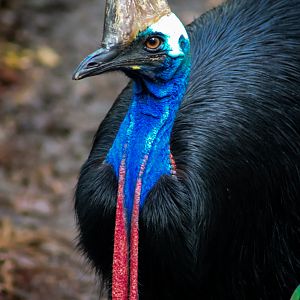 Southern Cassowary (Casuarius casuarius johnsonii)