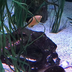 Fish ID