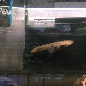 Bichir/Reedfish ID