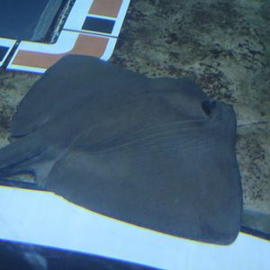 Pelagic Stingray (Pteroplatytrygon violacea)