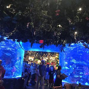 Rainforest Cafe Main Tank, Fish ID