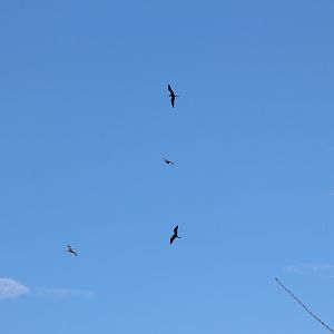 Frigatebirds?