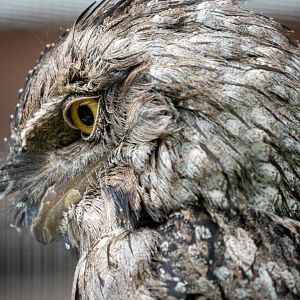 Tawny Frogmouth / Hamerton / 17-6-20