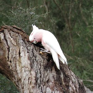 Major Mitchell’s Cockatoo
