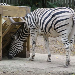 Burchell's or Chapman's zebra?