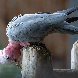 Galah (juvenile) : Hamerton : 15 Jun 2020