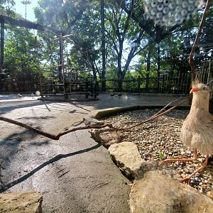 Jun. 2020 - Free Flight Aviary (Summer) / Kea Encounter (Winter)