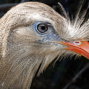 Jun. 2020 - Free Flight Aviary - Red-legged Seriema