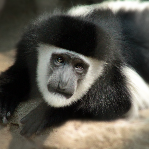 Jun. 2020 - Gorilla World - Eastern Black-and-White Colobus
