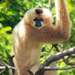 Jun. 2020 - Gibbon Islands - Buff-cheeked Gibbon