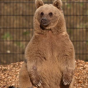 Brown bear (Syrian brown bear) : Hamerton : 18 Jan 2020