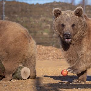 Brown bear (Syrian brown bear) : Hamerton : 18 Jan 2020
