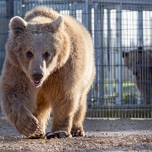 Brown bear (Syrian brown bear) : Hamerton : 18 Jan 2020