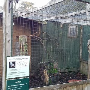 Western Siberian eagle-owl (Bubo bubo sibiricus) aviary