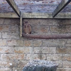 Pharoh's eagle-owl (Bubo ascalaphus)