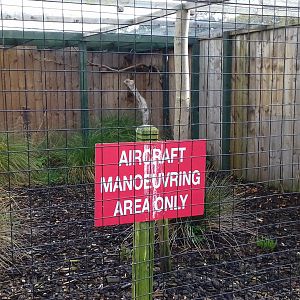 Short-eared owl (Asio flammeus flammeus) aviary