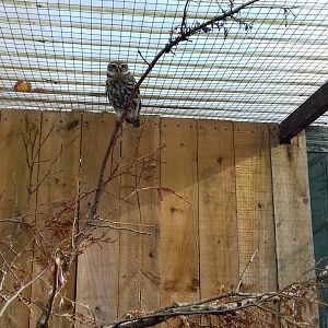 Western little owl (Athene noctua noctua)