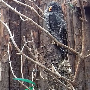 Black-banded owl (Ciccaba huhuia) in Tropical Owl House
