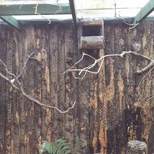 South African wood owl (Strix woodfordii woodfordii) in Tropical Owl House
