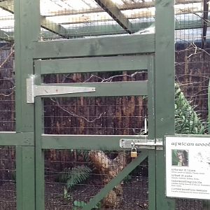 South African wood owl (Strix woodfordii woodfordii) enclosure