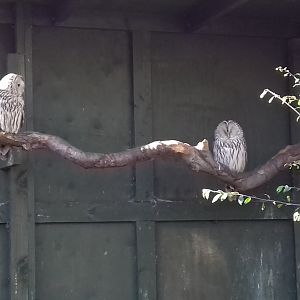 Western ural owl (Strix uralensis liturata)